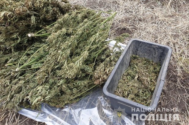 На Луганщині 150 кілограмів марихуани поліцейські знайшли просто неба: фото