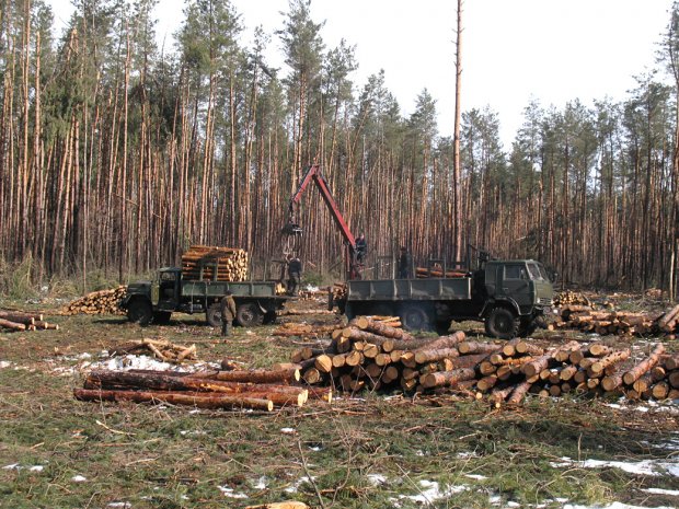 Почему украинский лес продолжают вырубать и експортировать даже после официального запрета