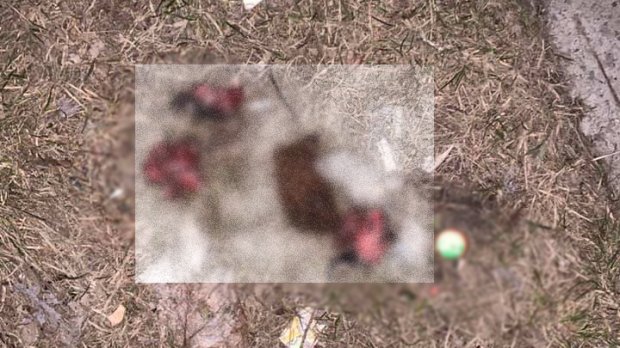 Що далі? Далі будуть люди?: у Дніпрі жорстоко закатували тварину (фото 18+)