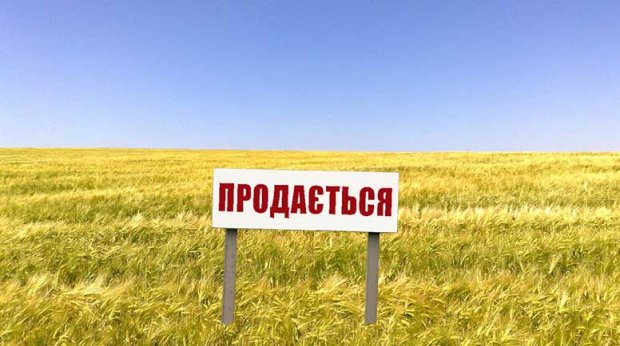 Що в Україні відбувається на ринку землі та якою повинна бути земельна реформа