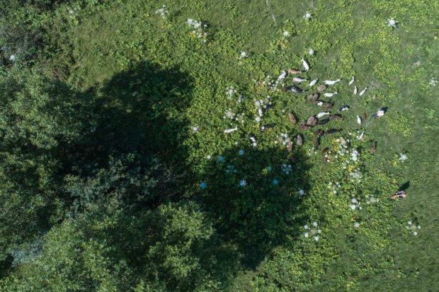Ваші сири кращі, ніж у Франції, – у чому успіх крафтових сироварень та козячих ферм України