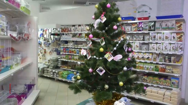Ялинка здійснення бажань у Черкасах: як безпритульним тваринам шукають домівку