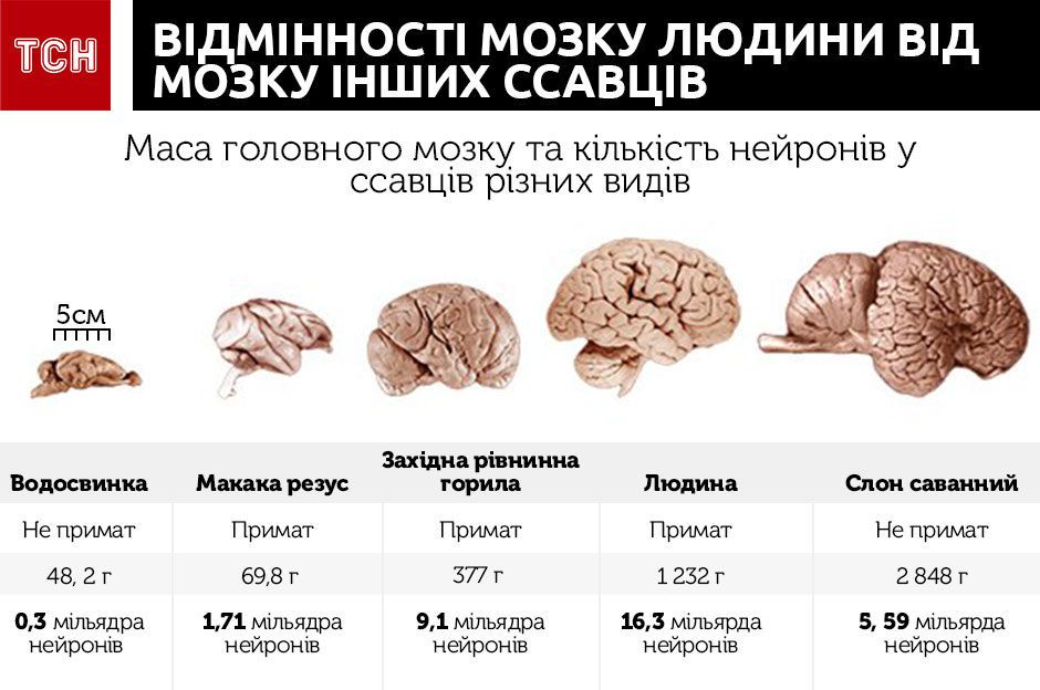 Из чего состоит и как функционирует человеческий мозг. Рассказываем в трех инфографиках