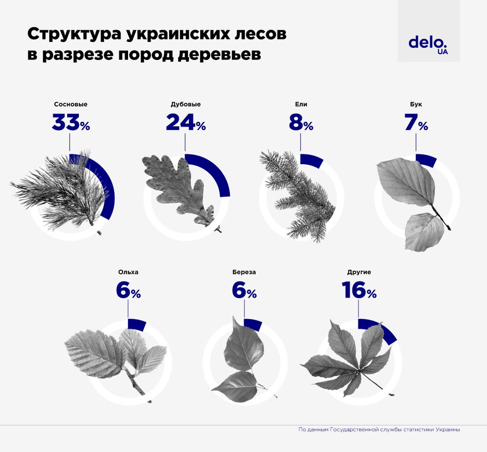 К чему приведут масштабные лесные пожары по всему миру и готова ли к этим вызовам Украина?