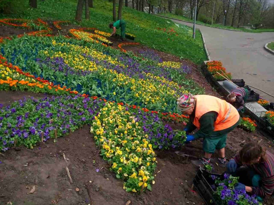 Киевзеленстрой показал первые фотографии с предстоящей выставки тюльпанов