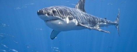 Нардепа Киву заскочили за дивним заняттям в Раді: він смикав свій пах після спілкування з Юлею конкурс краси
