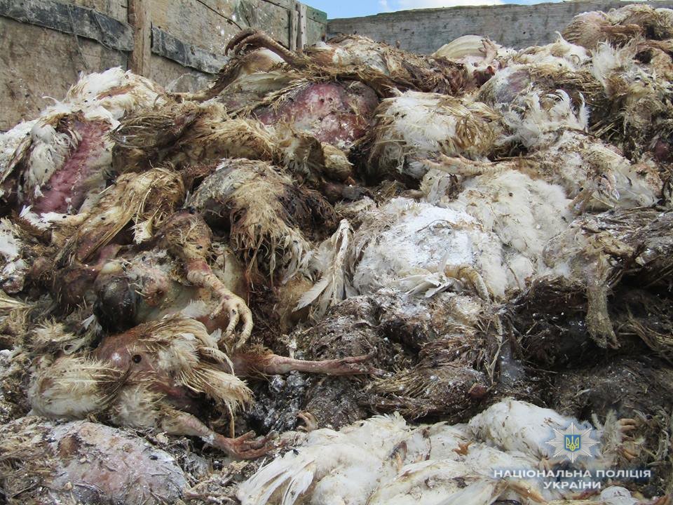 В Киевской области предотвратили загрязнение грунта тушками курей