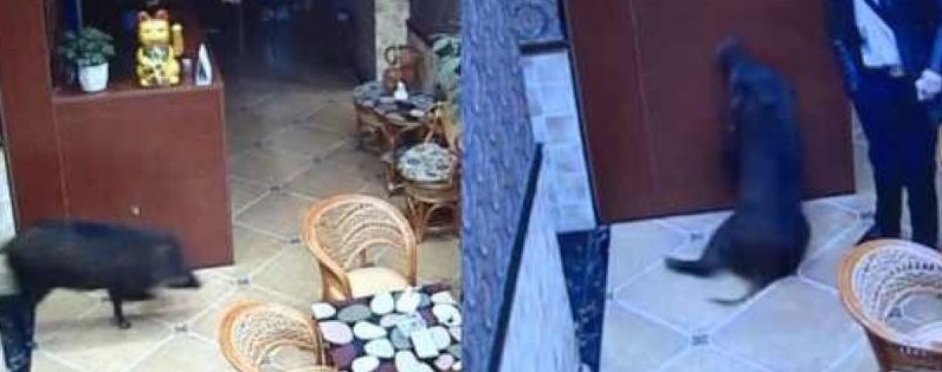 В Китае сняли кабана, который устроил погром в караоке-баре
