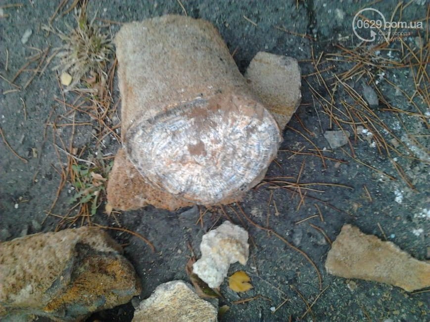 В Мариуполе нашли останки южного слона, которым не меньше миллиона лет