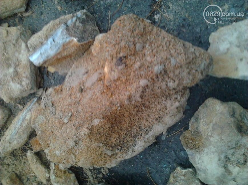 В Мариуполе нашли останки южного слона, которым не меньше миллиона лет
