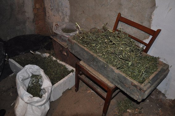 В Николаевской обл. изъяли конопли почти на 300 тыс. грн