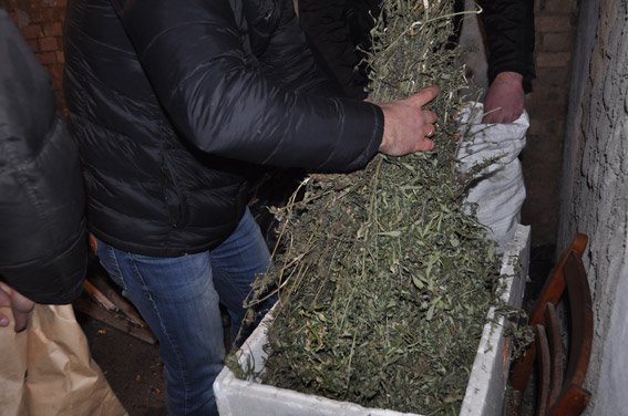 В Николаевской обл. изъяли конопли почти на 300 тыс. грн