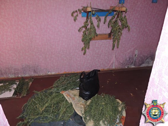 В прифронтовом Дзержинске МВД обнаружило ферму с 500 кустами конопли