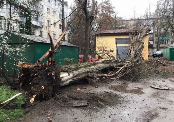 В Одессе начался древопад и остановились трамваи В Одессе начался древопад и остановились трамваи