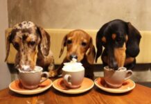 Pet-friendly заведения в столице: куда пойти со своим любимцем