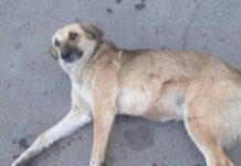 В Одесском районе обнаружили раненую собаку: дело расследует полиция